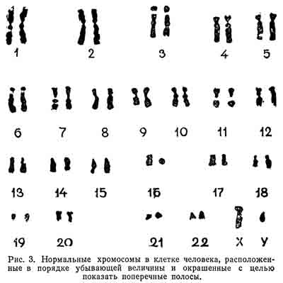 Что нужно знать про хромосомы человека