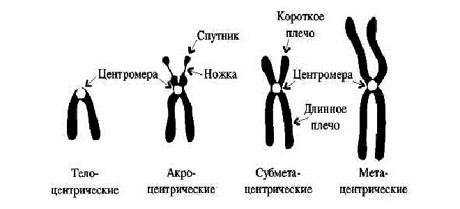 Что нужно знать про хромосомы человека
