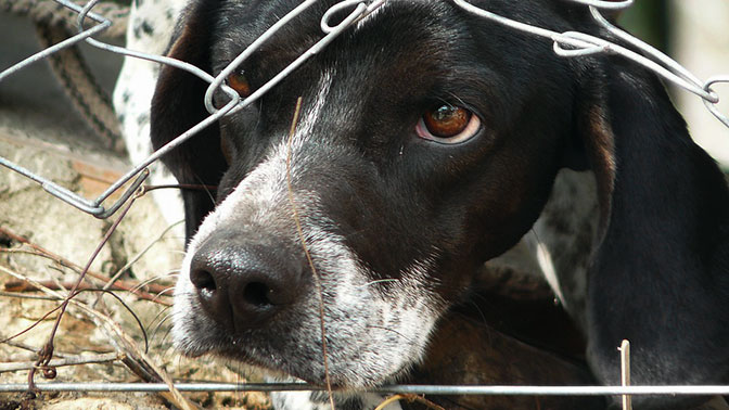 Проект закона «об ответственном обращении с животными»