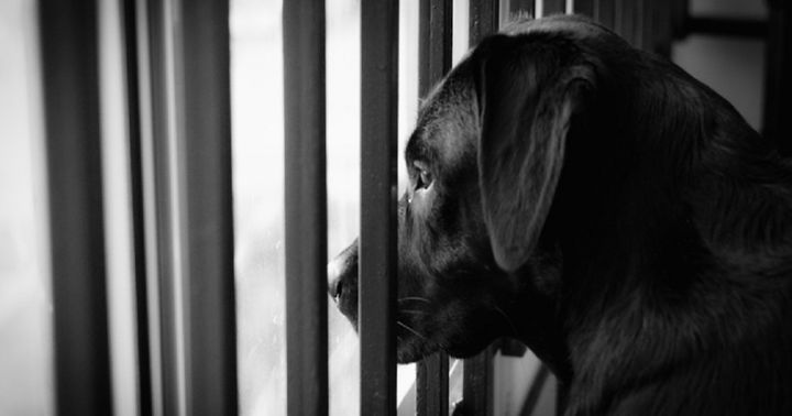 Жестокое обращение с животными: статья 245 ук, наказание за издевательство над животными