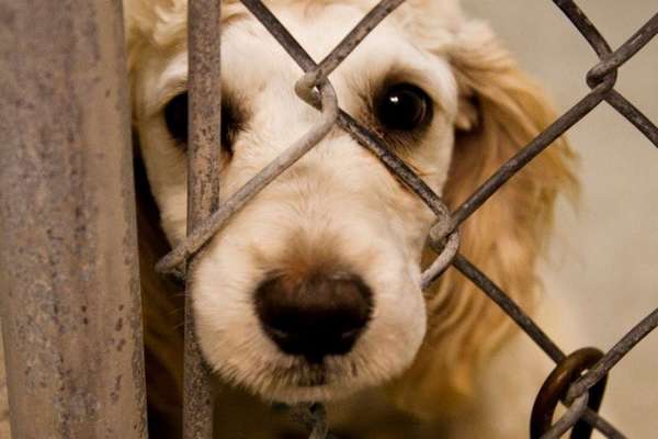 Жестокое обращение с животными: статья 245 ук, наказание за издевательство над животными