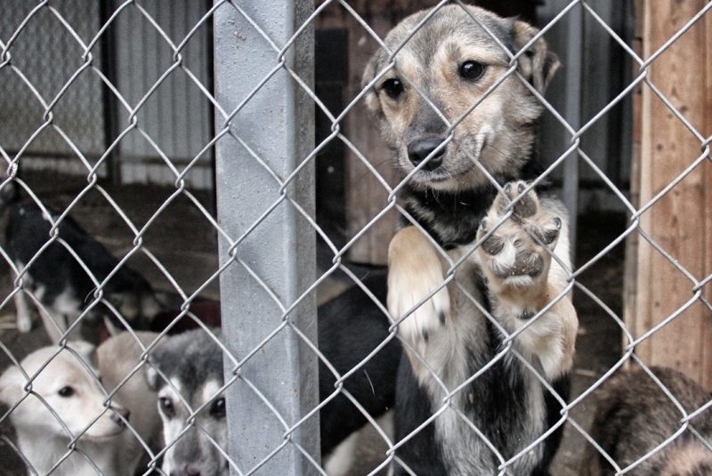 4 года тюрьмы за жестокое обращение с животными — юридические советы