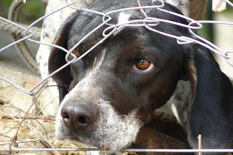 4 года тюрьмы за жестокое обращение с животными — юридические советы