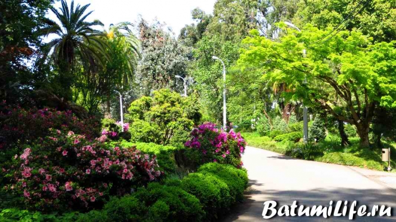 Ботанический сад в батуми