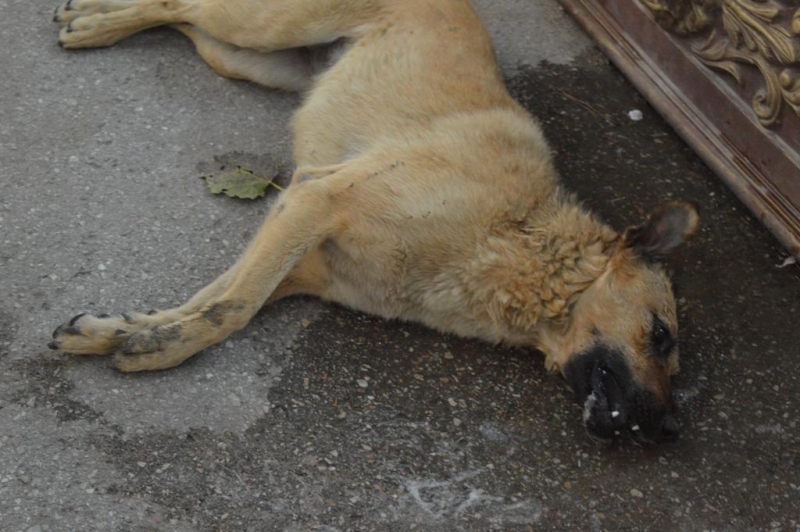 Чем закончились мучения собаки от жестоких хозяев