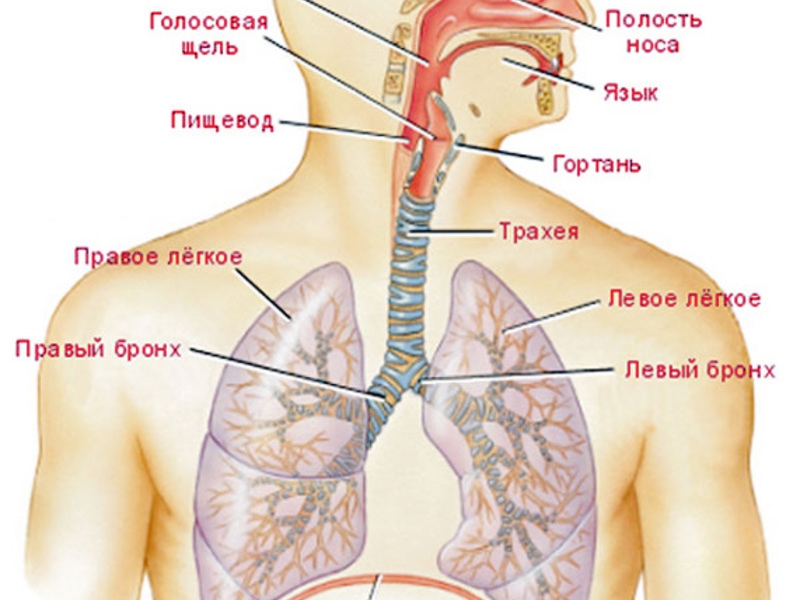 Картинок где находится. Строение дыхательной системы человека. Легочная система человека анатомия. Дыхательные пути человека схема.