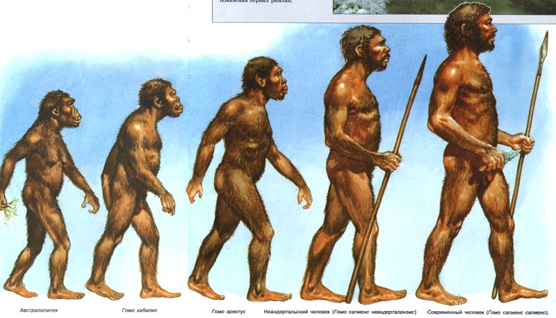 Эволюция и древний человек