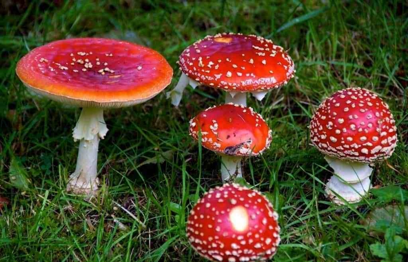 Факты о грибах, которые вас очень удивят