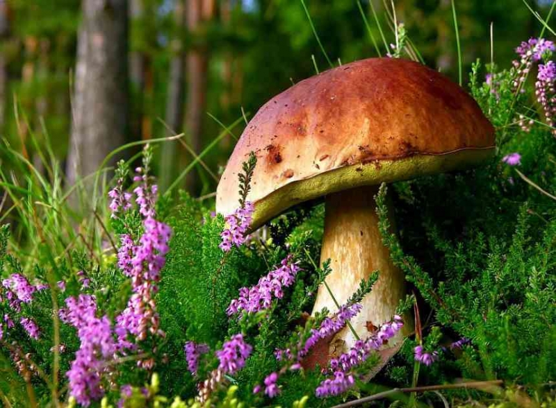 Факты о грибах, которые вас очень удивят