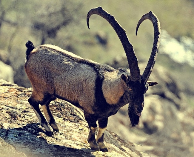 Горный козел кавказский тур – животное занесено в красную книгу