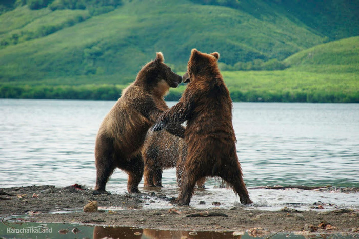 Как живут медведи на камчатке