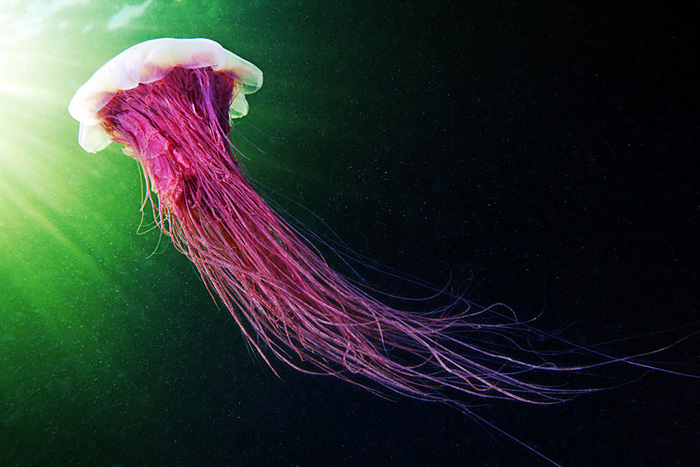 Космическая красота медуз белого моря