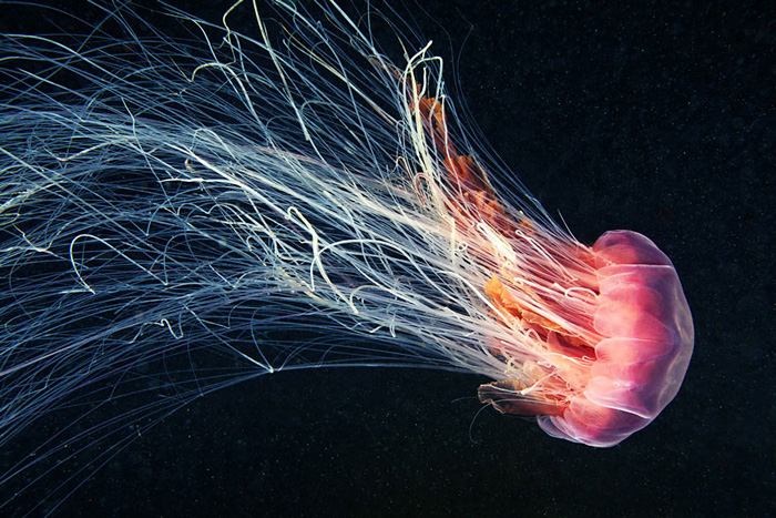 Космическая красота медуз белого моря