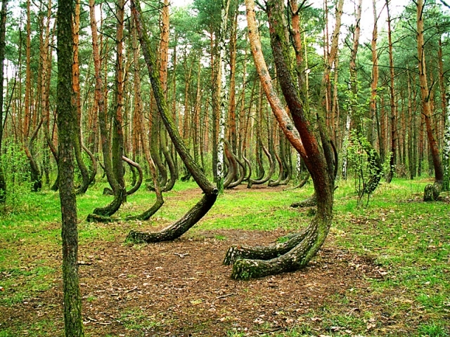 Кривой лес – уникальные факты