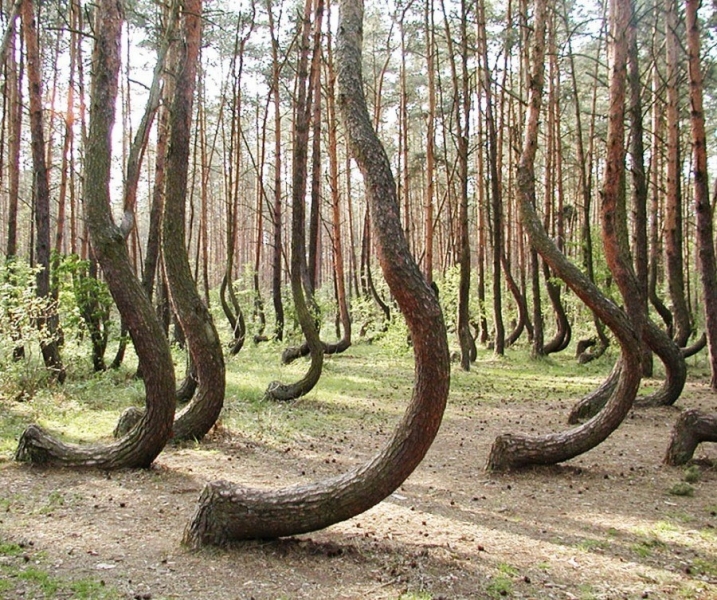 Кривой лес – уникальные факты