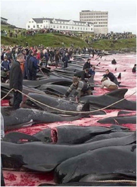 Массовое убийство черных дельфинов в дании
