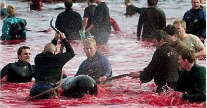 Массовое убийство черных дельфинов в дании