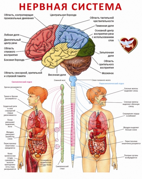 Мозг и нервная система