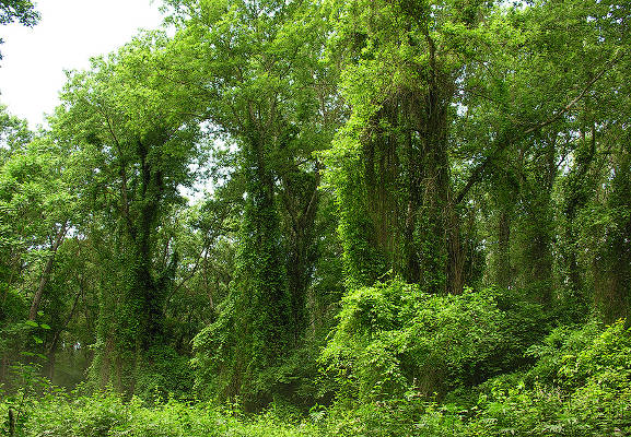 Самурский лиановый лес дагестана