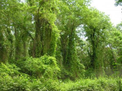 Самурский лиановый лес дагестана