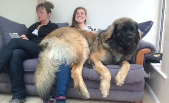 Самые большие собаки в мире