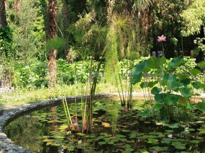 Сухумский ботанический сад — старейший сад на кавказе
