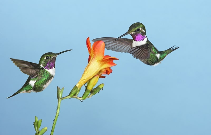 Загадочная птица колибри